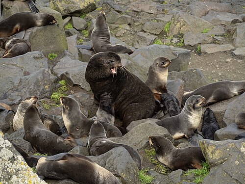 Northern fur seal